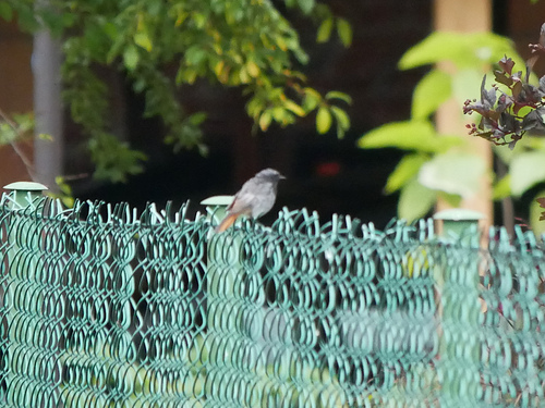 Black Redstart