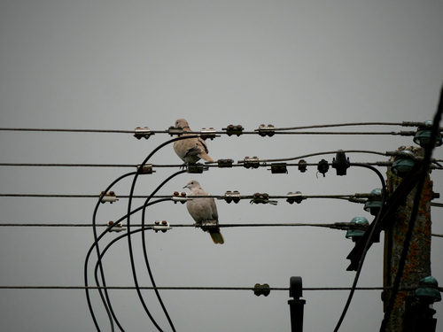 Eurasian Collared-Dove