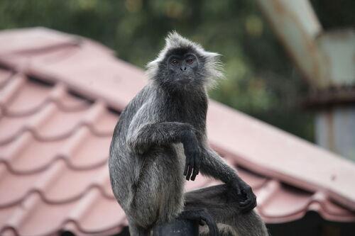 Selangor Silvered Langur