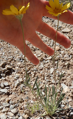 Tetraneuris argentea