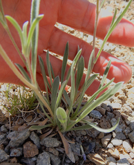 Tetraneuris argentea