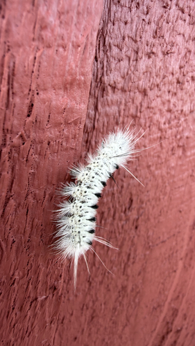 Hickory Tussock Moth (Lophocampa caryae)