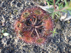 Drosera peltata