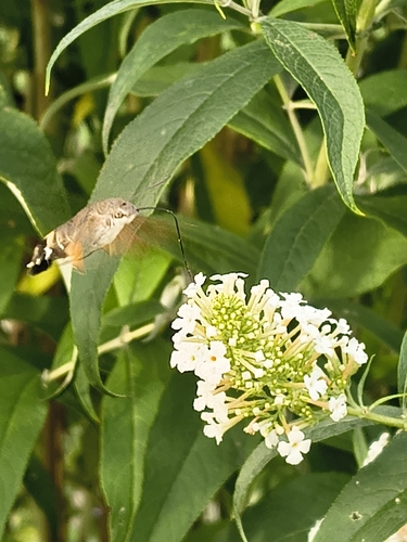 Eurasian Hummingbird Hawkmoth