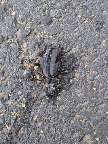 Leather Beetle