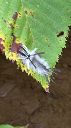 Banded Tussock Moth (Halysidota tessellaris)