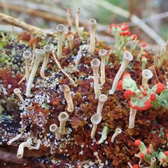 Media resource of Cladonia fimbriata