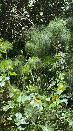 Cyperus papyrus observed 2026-08-21