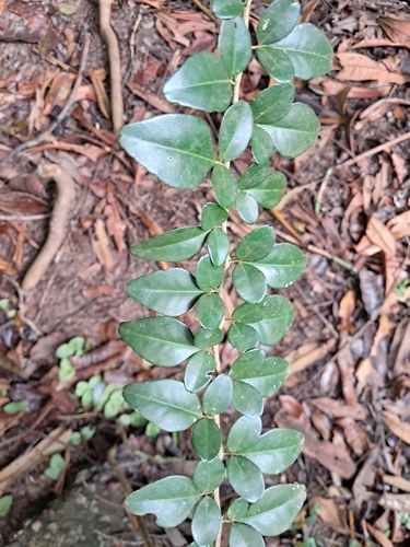 Triphasia trifolia observed 2026-08-25