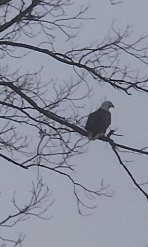 Bald Eagle