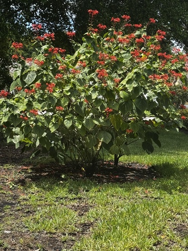 Clerodendrum speciosissimum observed 2026-08-30