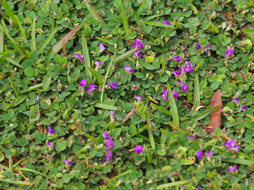 Grona triflora