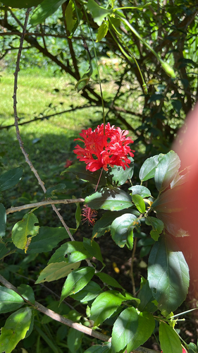 Hibiscus schizopetalus observed 2026-08-21