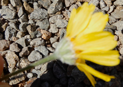 Tetraneuris argentea