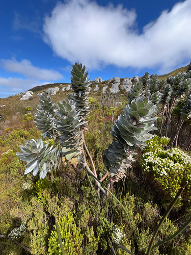 Mimetes hottentoticus, photograph 5
