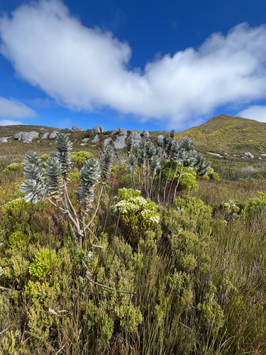 Mimetes hottentoticus, photograph 4