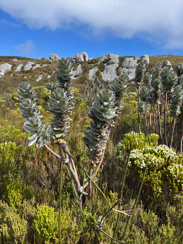 Mimetes hottentoticus, photograph 3