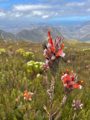 Mimetes capitulatus, photograph (c) André Deschodt, some rights reserved (CC BY)