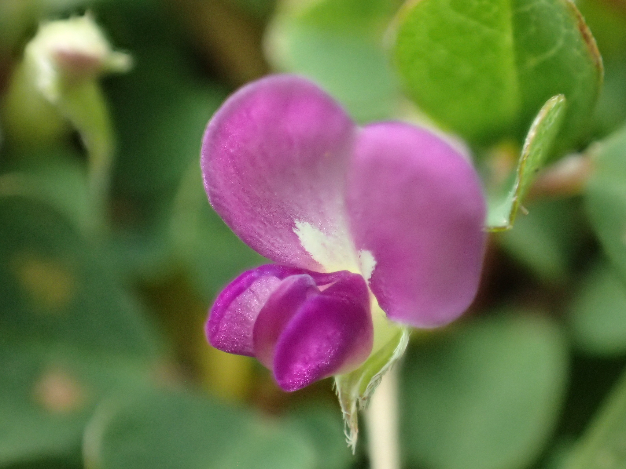 Desmodium triflorum