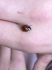 Coccinella septempunctata