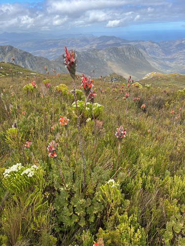 Mimetes capitulatus, photograph 5