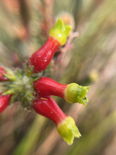 Erica massonii, photograph 5