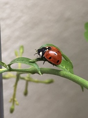 Coccinella septempunctata