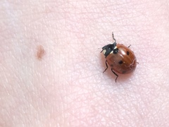 Coccinella septempunctata
