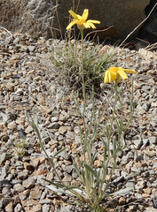 Tetraneuris argentea