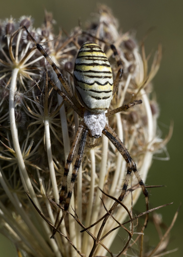Wasp Spider