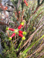 Erica massonii, photograph (c) André Deschodt, some rights reserved (CC BY)