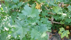 Malva assurgentiflora