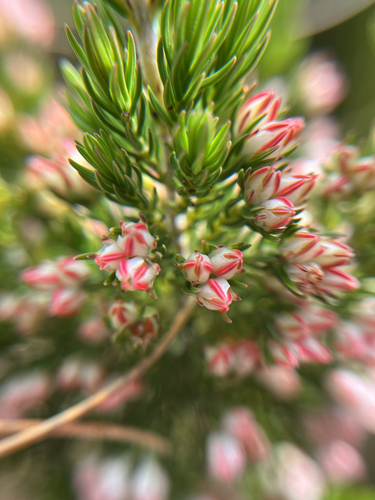 Erica triflora, photograph 6