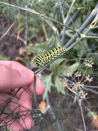 Old World Swallowtail