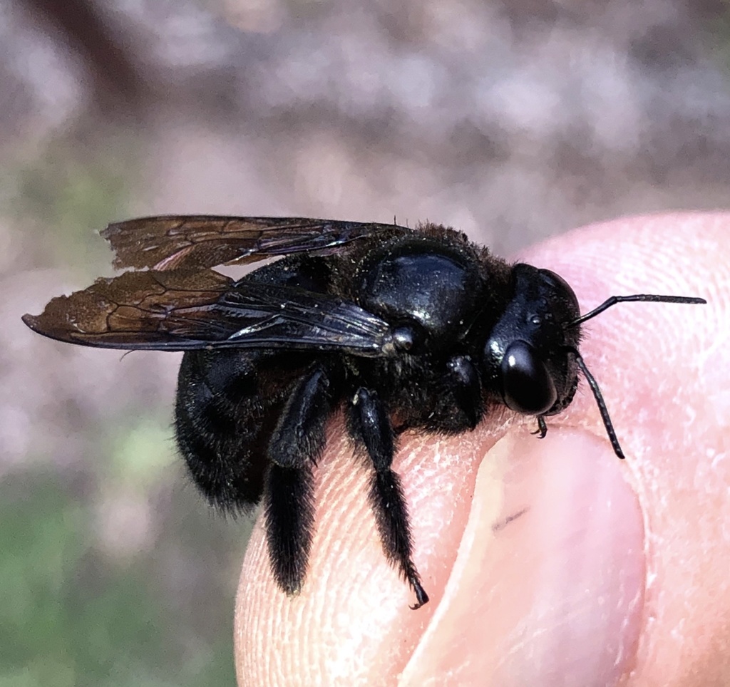 Strand's Carpenter Bee