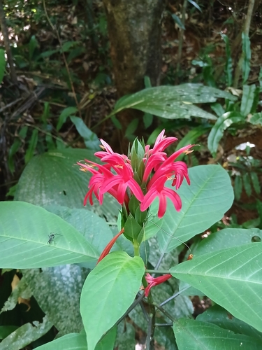 Pachystachys coccinea, 2026-08-29