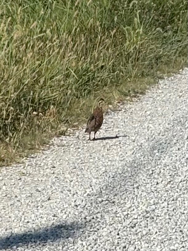 Northern Bobwhite observed by prairiebeeman