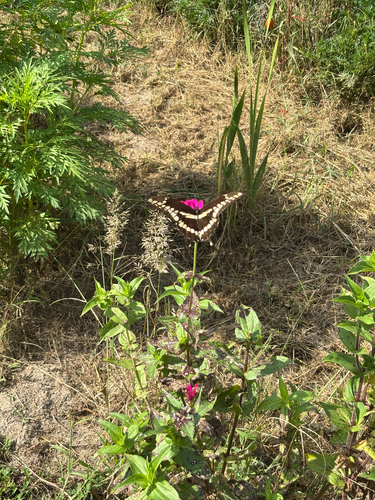 Eastern Giant Swallowtail