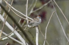 Spizella passerina passerina