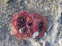 Drosera peltata