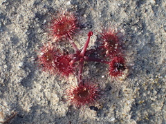 Drosera peltata