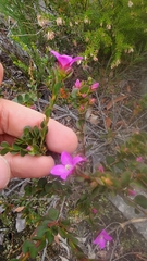 Boronia crenulata
