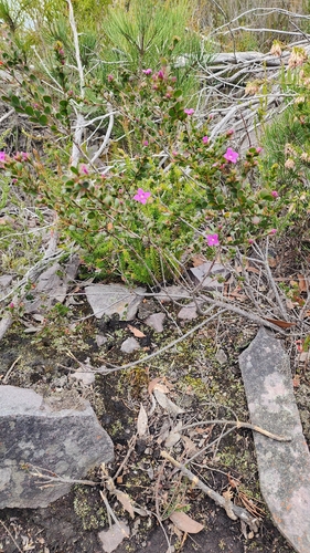 Boronia crenulata, photograph 2