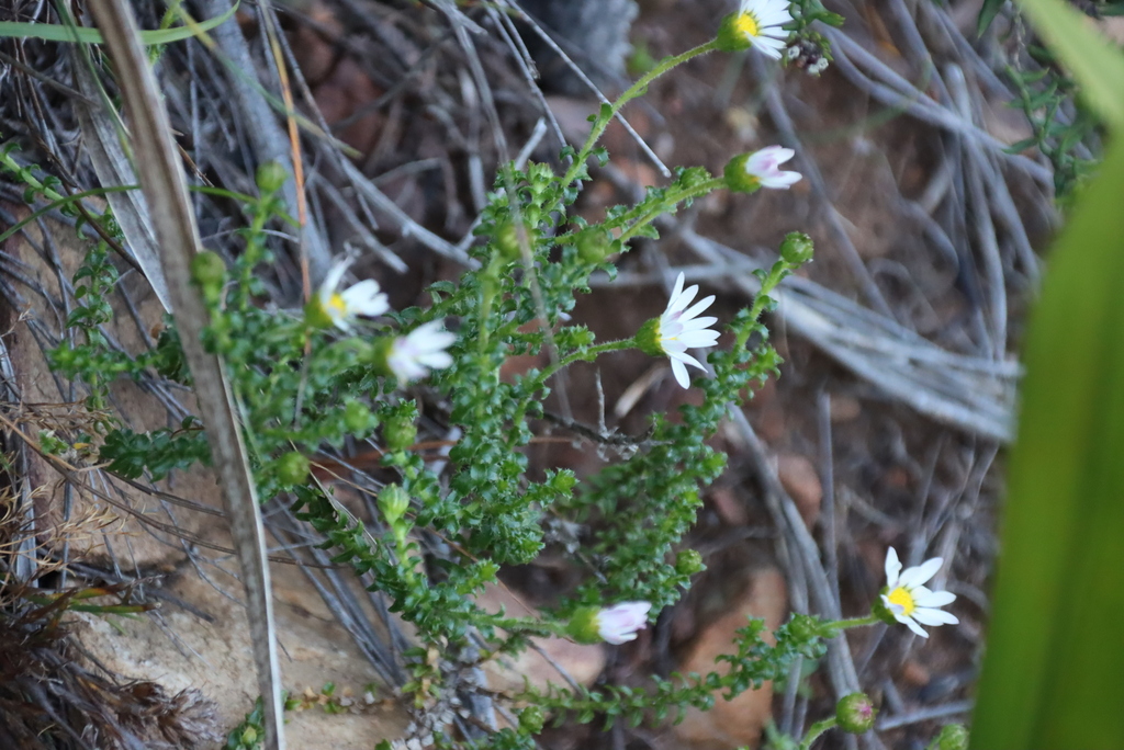 Polyarrhena reflexa; photograph (c) Tony Rebelo, some rights reserved (CC BY-SA)