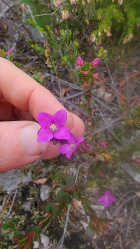 Boronia crenulata, photograph 3