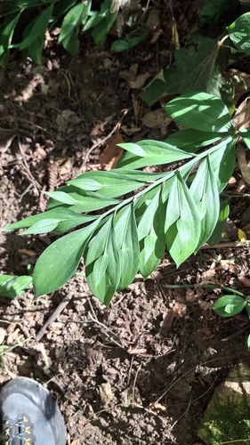 mouse thorn