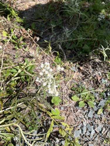 pearly everlasting