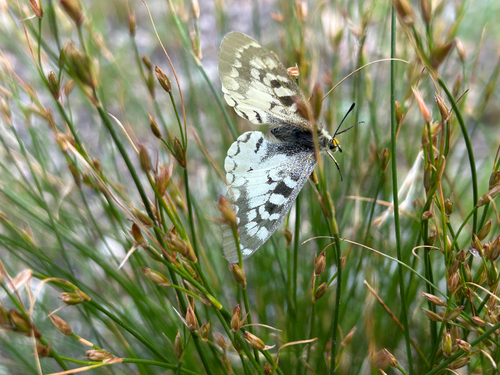 iNaturalist observation photo of Clodius Parnassian