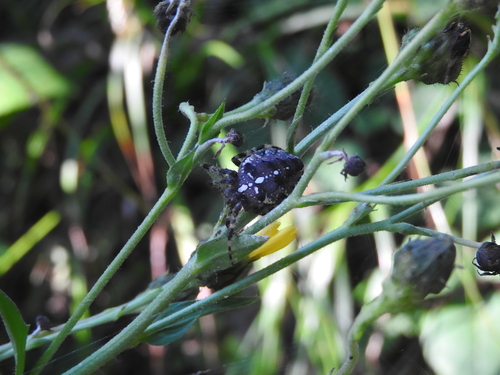 Cross Orbweaver