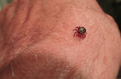 Dermacentor andersoni